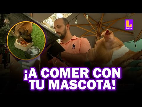 Restaurantes Pet Friendly en Lima: visita estos locales acompañado de tu mascota