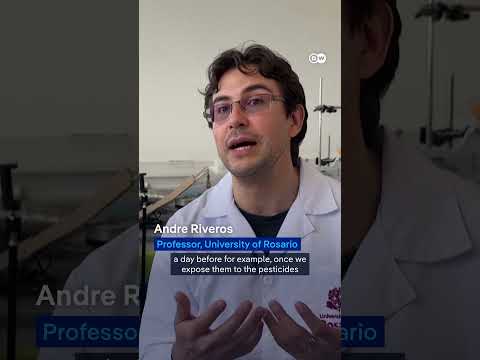 Researchers create product to protect bees from pesticides | DW News