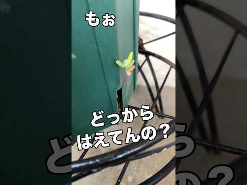 【花】俺もこの苗みたく強く生きなきゃな🤣👍 #花 #鉢植え #ガーデニング