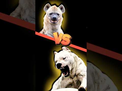 PITBULL Vs HYENA Fight 😡||#shortvideo #shorts #dogexplorer