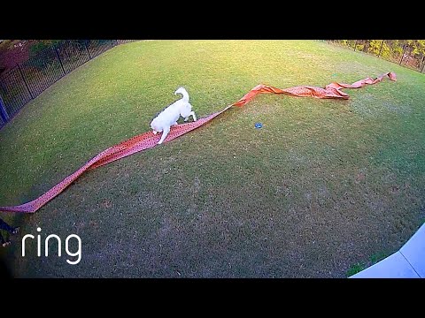 Dog Destroys $30 Worth of Peach Paper  | RingTV
