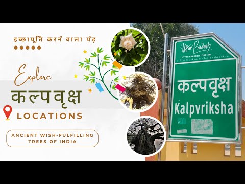 यहाँ है अद्भुत कल्पवृक्ष 🌳 जो पूरी कर सकते हैं आपकी इच्छाएँ | Kalpavriksha locations in India 📍🗺️