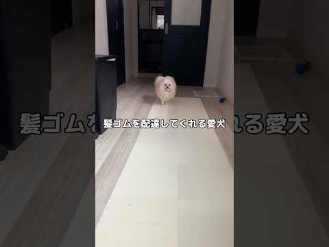 髪ゴムをそこら中に落としてはなくしてしまう飼い主のために咥えて持ってきてくれるイッヌ #ポメラニアン #ポメ #shorts サムネイル