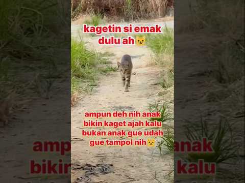 untung ga jantungan 🤣🤣😅#cat #kucing #funny #shorts