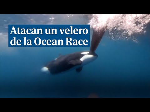 Unas orcas atacan un velero de la Ocean Race en el estrecho de Gibraltar