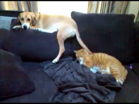 Video: tingus Kačių - tingus katinas gauna nukentėjo su šuns uodega