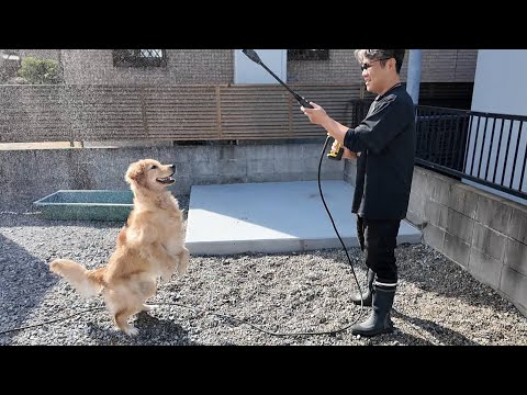 もうすぐ冬なのに水遊びが大好きなゴル。目の色が変わり大興奮(笑)【Golden Retriever japan】