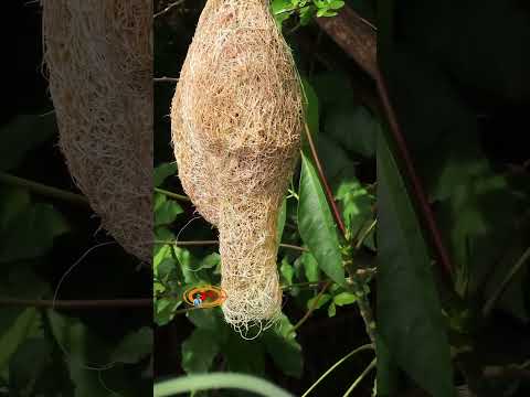 คอนโดนกกลางทุ่งนา