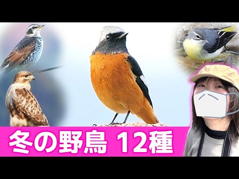 ジョウビタキ登場！冬は鳥がいっぱい♪【野鳥撮影vlog】