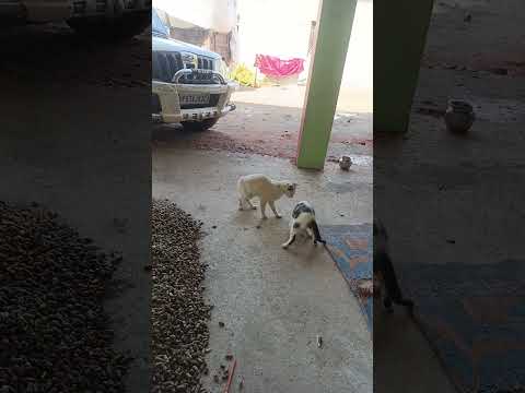 nies billiyan 👌👌😃😃 short.# video.#viral.#