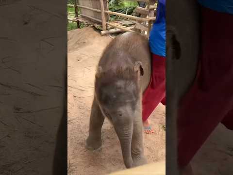 हाथी का बच्चा देखो ✋ | #shorts