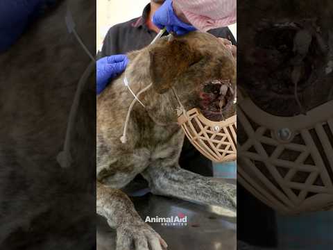 We couldn’t save his eye, but we did save his life!
