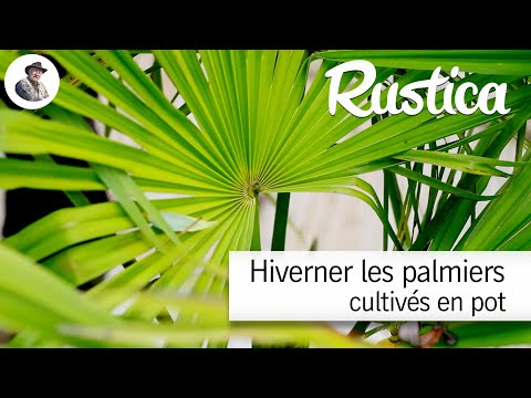 Hiverner les palmiers cultivés en pot