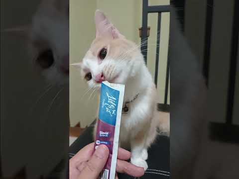 Liquid snack kesukaan cino!! #cat #kucing #lifecat