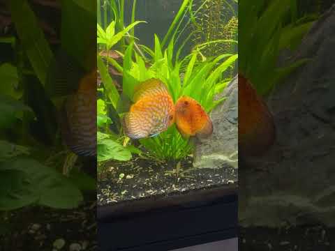 Discus laying eggs! 