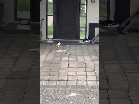 Ini Bukan Rumah Kucing Ini, Tapi … #cat #nizamkucinglucu #cute #貓咪日常 #pets #imut #funny #貓 #kitten