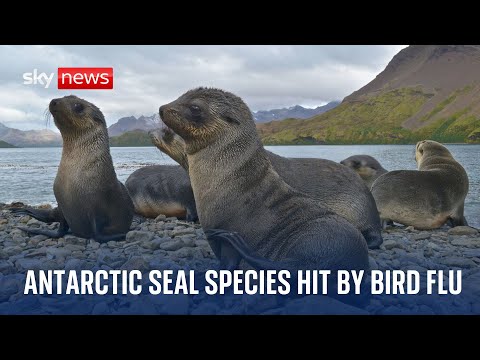 Antarctic seal species struck by bird flu