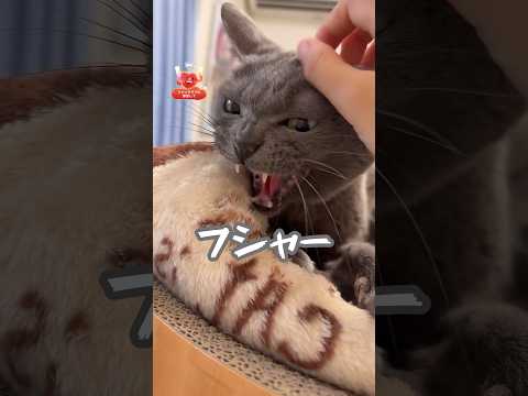 猫の動画サムネイル - トロが近くに居るだけで怒るハムちゃん #shorts