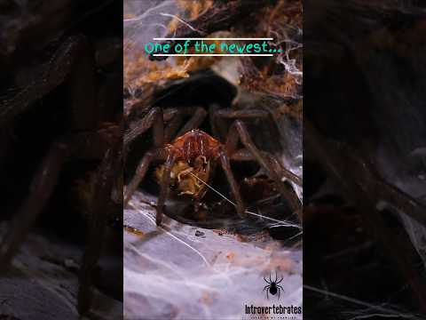 Linothele fallax – Tiger Curtain-web Spider Feeding 🕷️🐛 | Introvertebrates