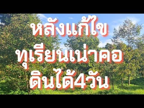 EP2แนวทางแก้ไขทุเรียนเน่าคอดิ