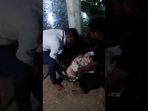 #shortvideo #funny vlogs भंडारा खाने गए गांव में सुअर के साथ