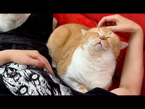 とんかつと猫たちののんびり一日密着 サムネイル