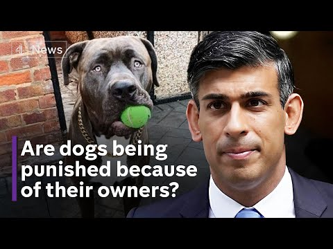 Dog attacks: Prime Minister announces American XL Bullies to be Banned