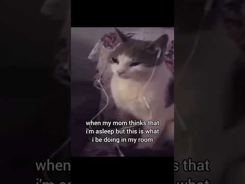 I love this remix ❤️ #remix #catmeme #funny #viral #relatable