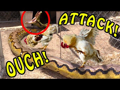 Python enters Chicken Coop -- Big Mistake!