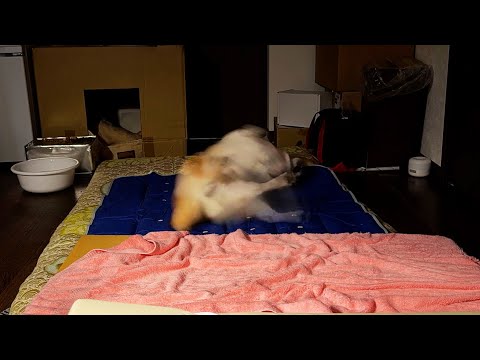 柴犬の睡眠タイムラプス
