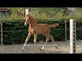 Show jumping horse Colt by Pegase x Deister