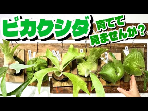 【植物】ビカクシダを育ててみませんか?(初心者でも大丈夫!基本的な管理方法やビカクシダの魅力をお伝えします)