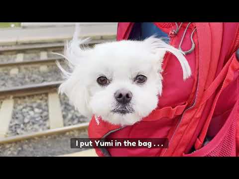 Come Walk With My Maltese Dogs in Prague! 🐶