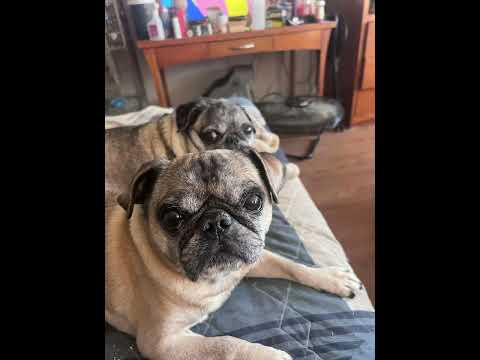 Daily dose of pigeons (and dogs) again again again