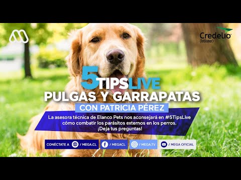 ¿Te preocupan las pulgas y garrapatas en tu perro Conversamos con Patricia Pérez, Asesora técnica d