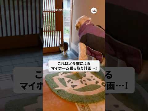 猫の動画サムネイル - ノラ猫がマイホームを乗っ取りに来た｜PECO