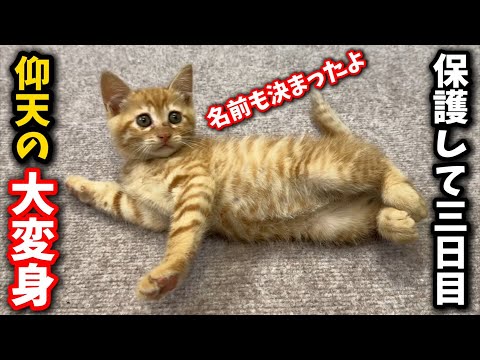 猫の動画サムネイル - 保護時は威嚇していた子猫が突然ビックリの大変身を遂げました