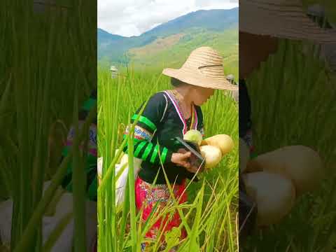 mus de dib toj siab nawb