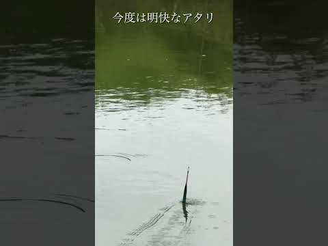 【癒し／リラックス】野のへらぶな釣り　浮きの動き　#リラックス #癒し#秋の水路#釣り