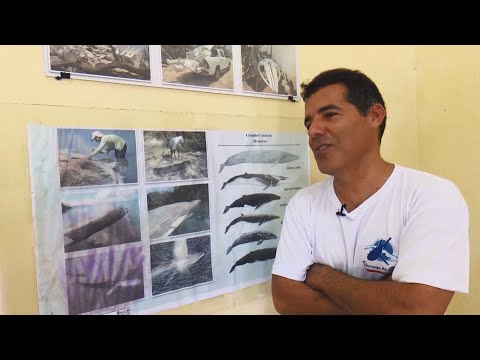 Exhiben esqueleto de ballena varada en costa cubana