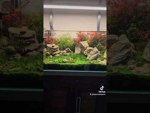Crystal clear water after yesterdays water change  
