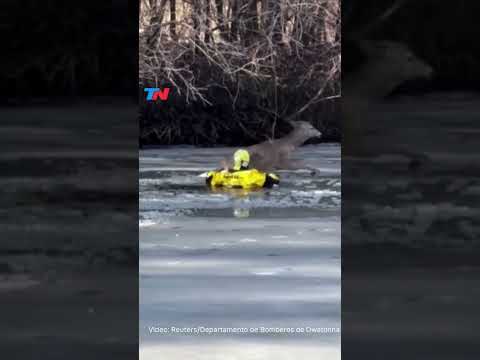 Un bombero rescató a un ciervo que cayó a un lago congelado en Minnesota