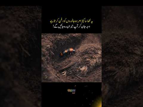 This Beetle Insect Buries Dead Animals