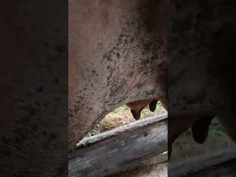 phần.3 vắt sữa cho bê con đẻ non #thanh vlog2271