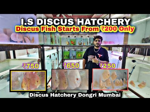 I.S discus Hatchery Mumbai | Discus Fish  Quality  I_S Discus Hatchery Located infront of Alham Hotel Dongari Mumbai 
+919987443328

Chapters_ 
0_00 - 