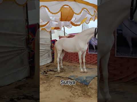 Pushkar animal mela aaj ham mile suriya sa jo 3 saal ka hai #viral #pushkar #pushkarmelafair