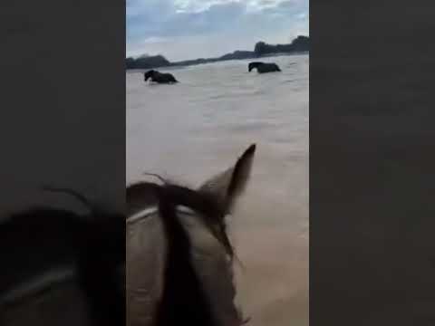 Rescatan a caballos aislados en comuna de Duao tras lluvias