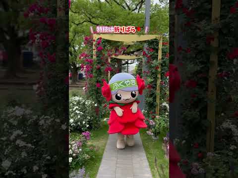 【自治体コラボ企画第12弾】福山市・ローラちゃんはじめまして！