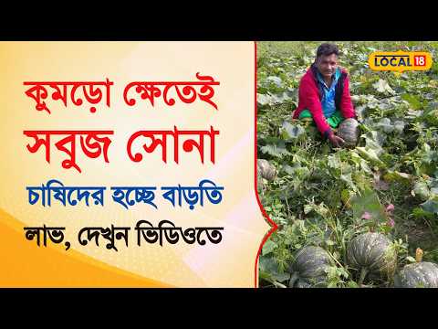 Bangla News | কুমড়ো ক্ষেতের আড়ালেই ‘সবুজ সোনা’,  চাষিদের হচ্ছে বাড়তি লাভ ! দেখুন | #local18