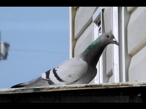 Castellano Loft   150 Mile Race   best bloodlines  + Young Birds Loft
